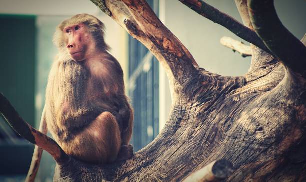 istock View of the monkey sitting on a wood 1437241009