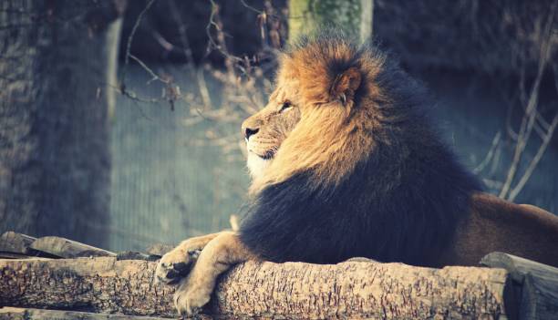 istock Lion resting on a piece of wood 1437241025