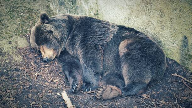 istock View of the black bear sleeping 1437241034
