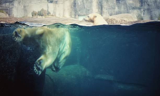 istock White bear in the water in the zoo 1437241062