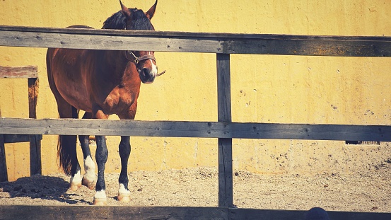 A closeup shot of a brown horse behind the fences of a stable