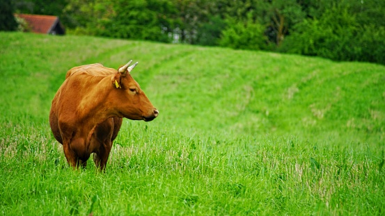 The cow grazing in the field