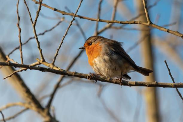 istock Cute European robin on tree twig with blur background 1437241690