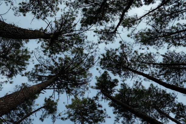 low angle shot of tall loblolly pine trees under blue sky - pine tree loblolly pine loblolly forest imagens e fotografias de stock