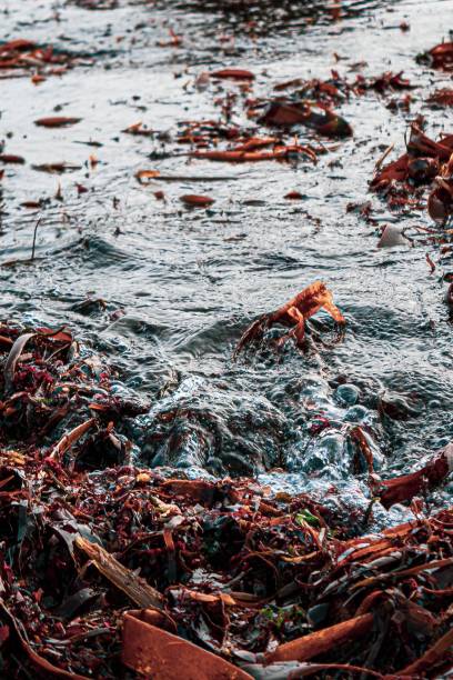 istock Vertical shot of orange craps on the water coast surface 1437241703