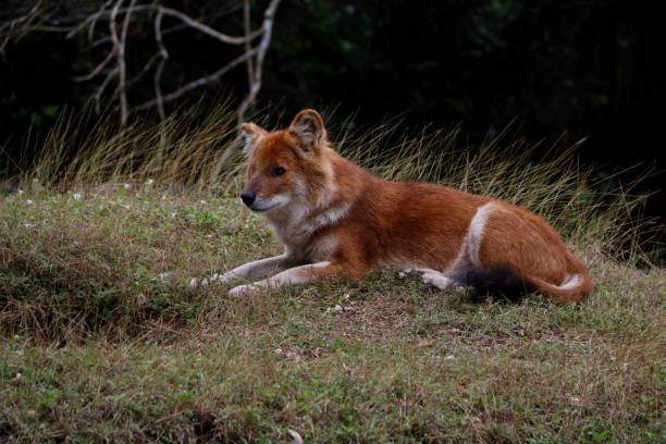 istock Dhole animal sitting on grass ground in the forest 1437241858