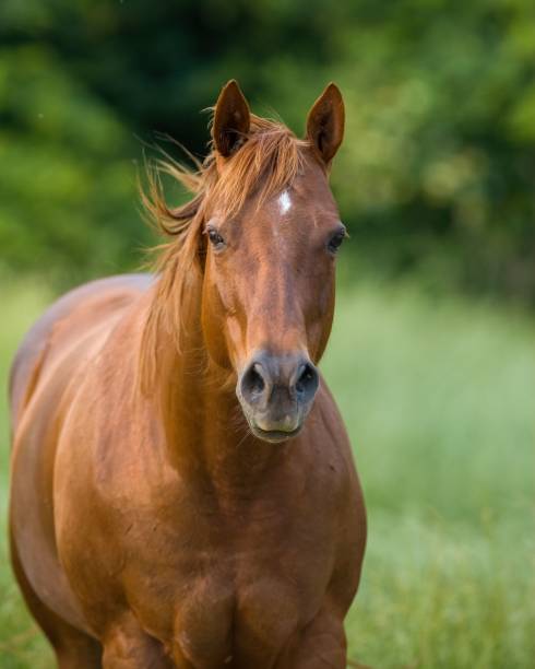 istock Brown horse running on the field 1437241884