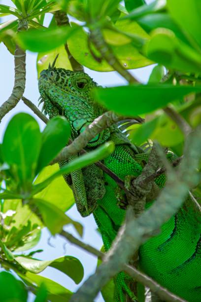istock Vertical closeup shot of a green iguana (Iguana iguana) crawling on the tree 1437242001