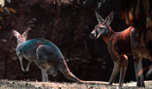 istock Kangaroos with red and blue painted furs 1437242017