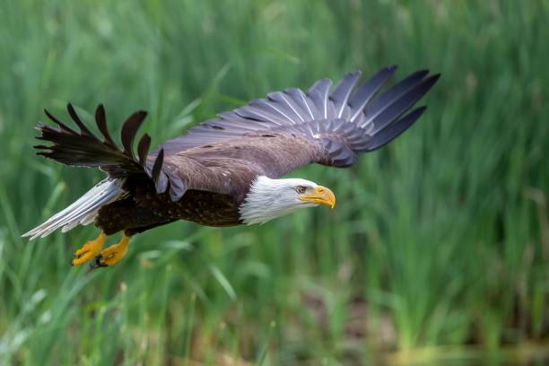 istock Bald eagle with open wings flying above the green field 1437242645