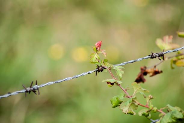 A rusty wire fence detail