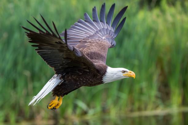 istock Bald eagle with open wings flying above the green field 1437243011