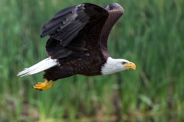 istock Bald eagle with open wings flying above the green field 1437243018
