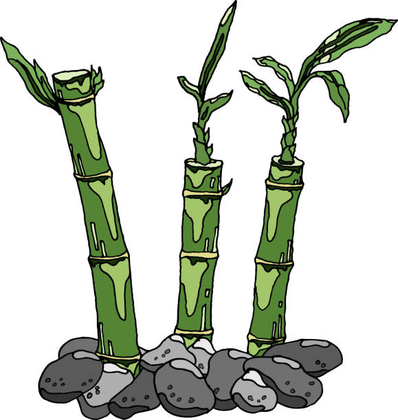 ilustracja pędów bambusa w kamieniach na białym tle. bambus, naturalny dom i dzikie rośliny, gotowy do użycia, eps. dla twojego projektu - bamboo shoot bamboo japanese culture paintings stock illustrations