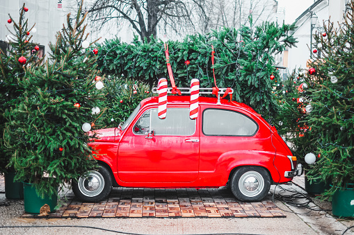 Red old timer with artificial red and white candy canes as a part of decoration on Christmas market amid fresh pine trees displayed on sale