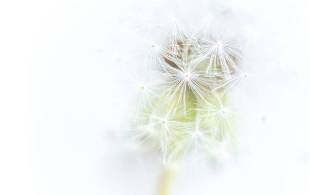 istock dandelion close up photography background 1437246894