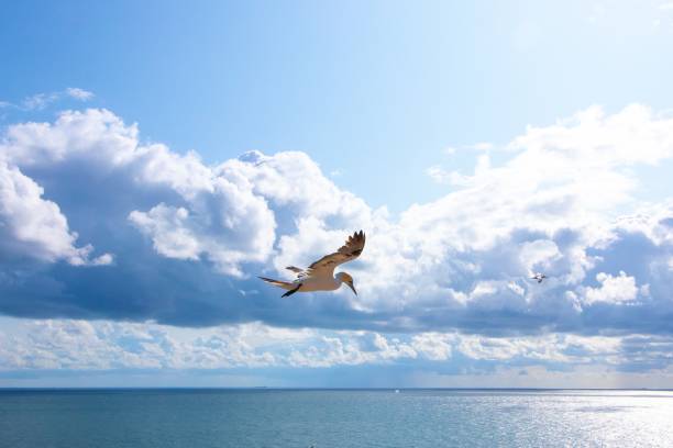 istock White seagull flying in the sunny sky and some fluffy clouds in the background 1437247891