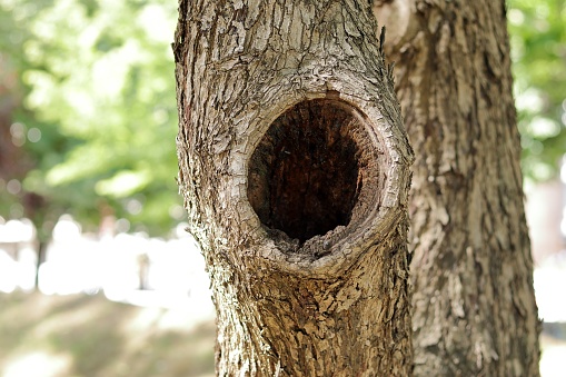 A selective shot of a hollow in a tree under the sunlight with a blurry background