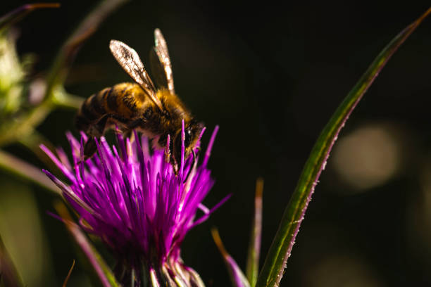 purple wild flower and yellow bee