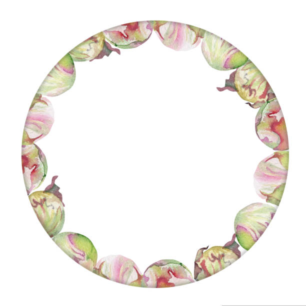 istock Watercolor circle frame arrangement with hand drawn delicate pink peony flowers, buds and leaves. Isolated on white background. For invitations, wedding, love or greeting cards, paper, print, textile 1437249676