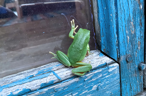 A small cute green frog looking through a glass of a blue house window
