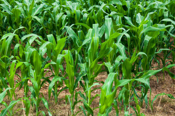 istock corn plantation in the field 1437252132