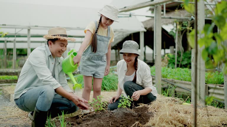 Asian young girl helping her father and mother watering peppermint after putting them in the soil, growing them at vegetable bed, producing vegetables at home, sustainable life, homegrown produce