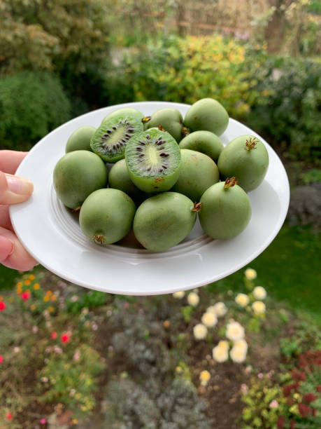 A white plate with green kiwi berries or mini kiwi is held by a female hand against the backdrop of a garden. Two halves of a kiwi cut in half. A white plate with green kiwi berries or mini kiwi is held by a female hand against the backdrop of a garden. Two halves of a kiwi cut in half. Vertical photo. mini kiwi stock pictures, royalty-free photos & images