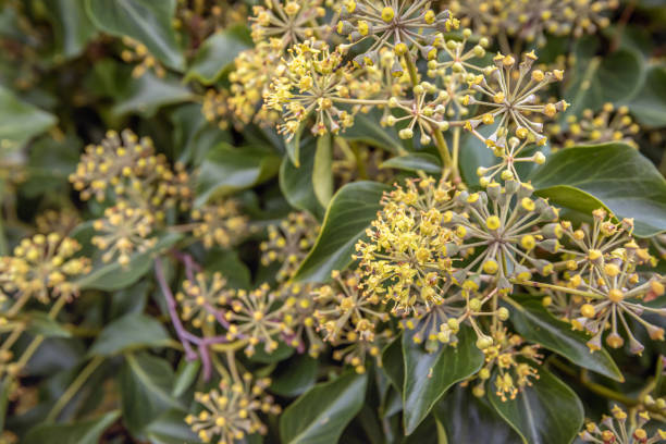 Closeup of open and closed flower buds of an older ivy plant. Various insects are visible on the flowers that collect nectar. The photo was taken in the autumn season.