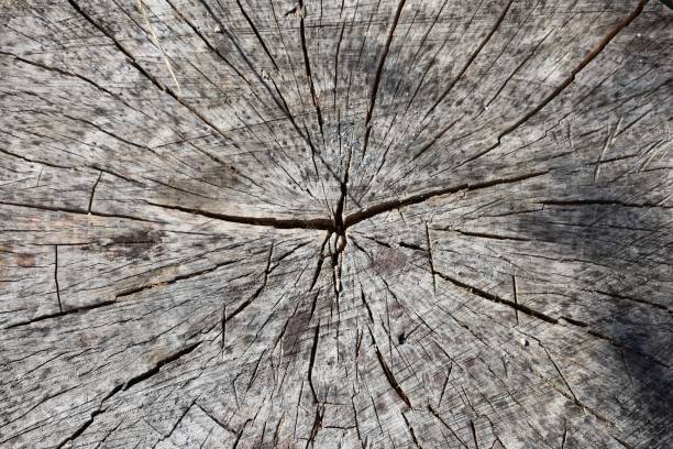 istock Wooden texture of cut tree trunk, vintage background 1437256208