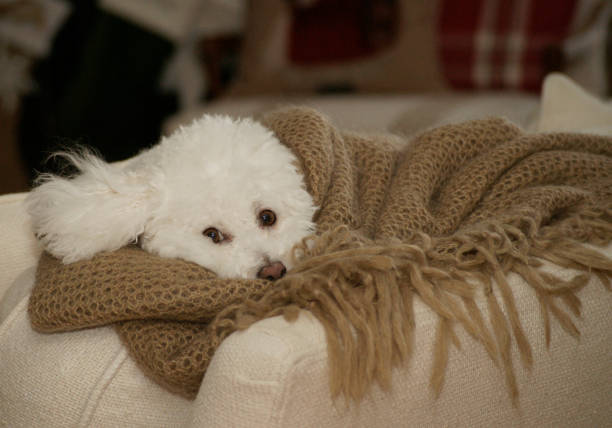 istock Baby Bichon Peeking From Blanket 1437258369