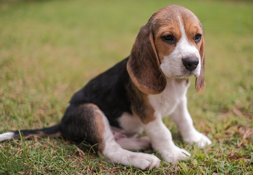Beagle dog sitting in green grass