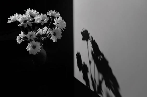 istock Black and White Chrysanthemum Also Called Mums Or Chrysanths 1437261606