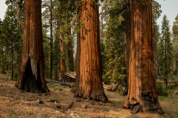 istock Three Large Sequoia Trees Glow Orange In The Morning Light 1437261808