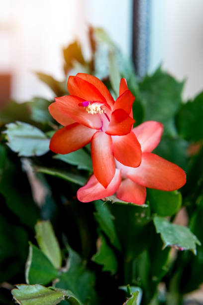 istock Native Brazilian flower, false Christmas cactus, May flower (Schlumbergera truncata) 1437263958