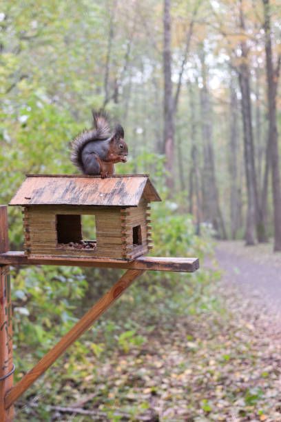 Squirrel sits on a small house in the park and gnaws nuts