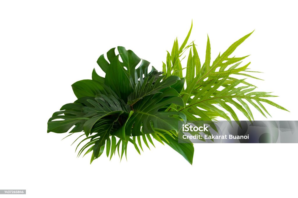 More beautiful exotic tropical leaves, isolated leaf background.clipping path Beauty Stock Photo