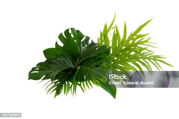 More Beautiful Exotic Tropical Leaves Isolated Leaf Backgroundclipping Path Stock Photo - Download Image Now