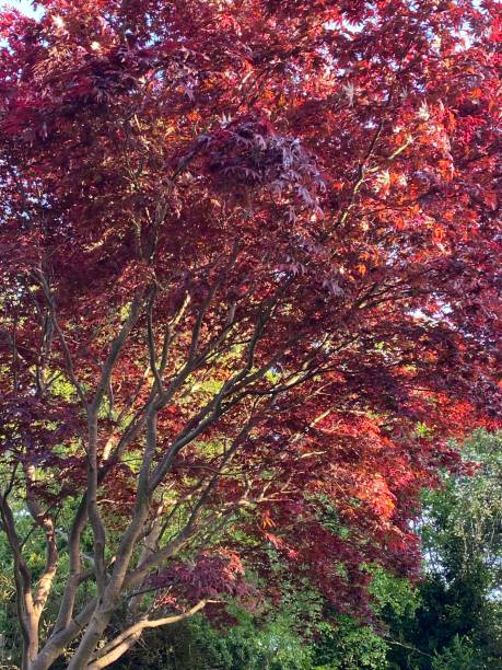 istock A Japanese maple tree during the summer season 1437267507