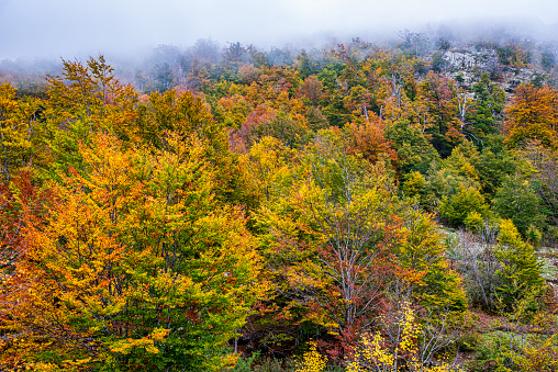 paysages Corse aux feuillages colorés d’automne