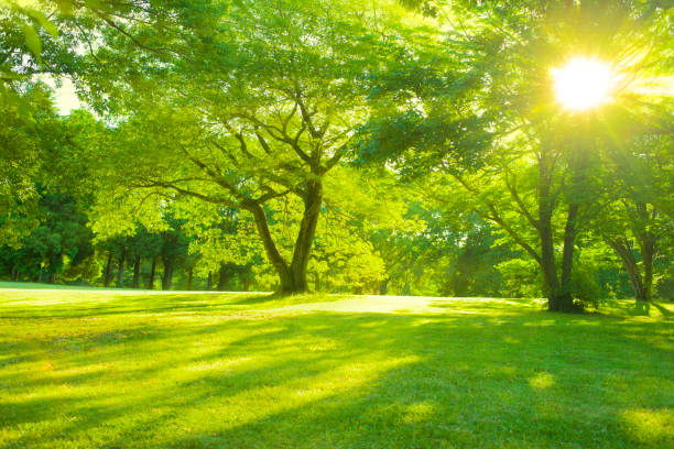 garden sunlight - green grass imagens e fotografias de stock