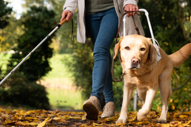istock Guide dog leads woman safely through autumn park 1437268844