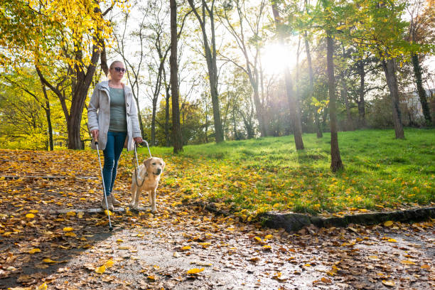 Guide dog leads woman safely through autumn park stock photo