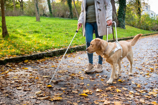pies przewodnik prowadzi kobietę bezpiecznie przez jesienny park - blind trust zdjęcia i obrazy z banku zdjęć