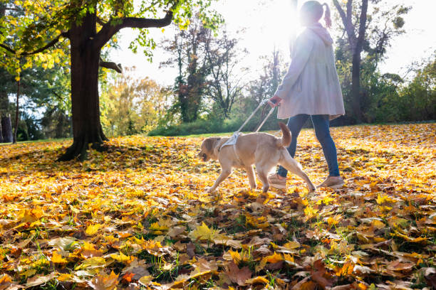 istock Guide dog leads woman safely through autumn park 1437269047