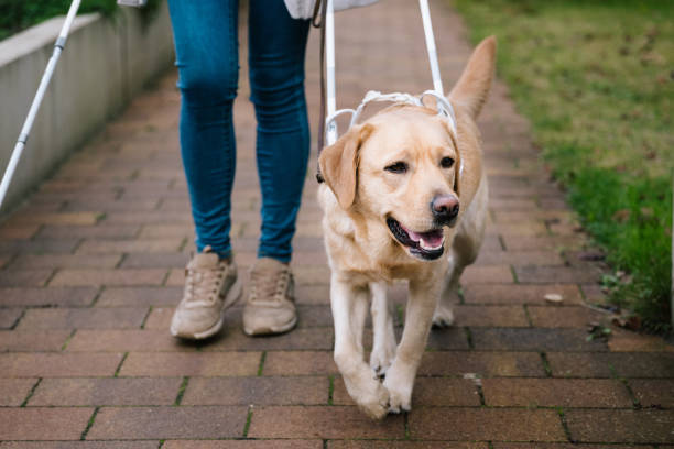 el perro guía guía a una mujer de manera segura a través de una moderna zona residencial - service dog fotografías e imágenes de stock