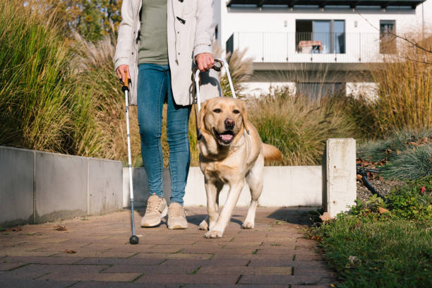 Guide dog leads a woman safely through a modern residential area stock photo
