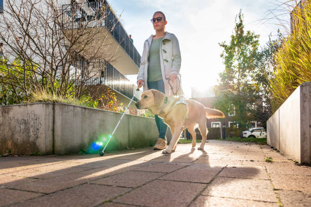 pies przewodnik bezpiecznie prowadzi kobietę przez nowoczesną dzielnicę mieszkalną - blind trust zdjęcia i obrazy z banku zdjęć