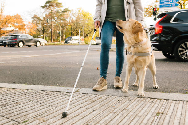 pies przewodnik prowadzi kobietę bezpiecznie przez ruchliwą ulicę - blind trust zdjęcia i obrazy z banku zdjęć
