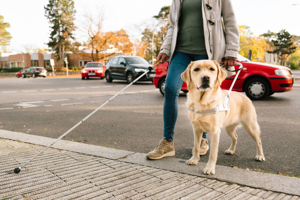 pies przewodnik prowadzi kobietę bezpiecznie przez ruchliwą ulicę - blind trust zdjęcia i obrazy z banku zdjęć